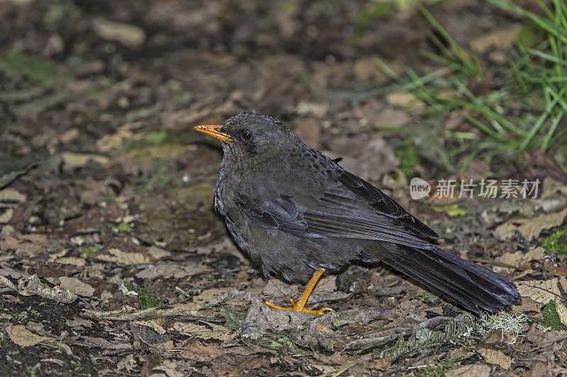 大画眉- Turdus fuscater